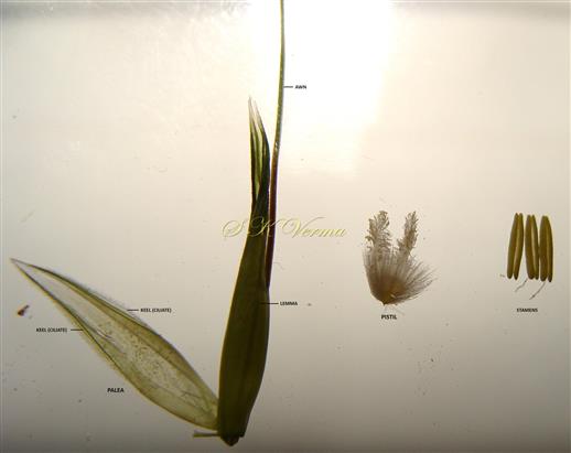  Parts of floret